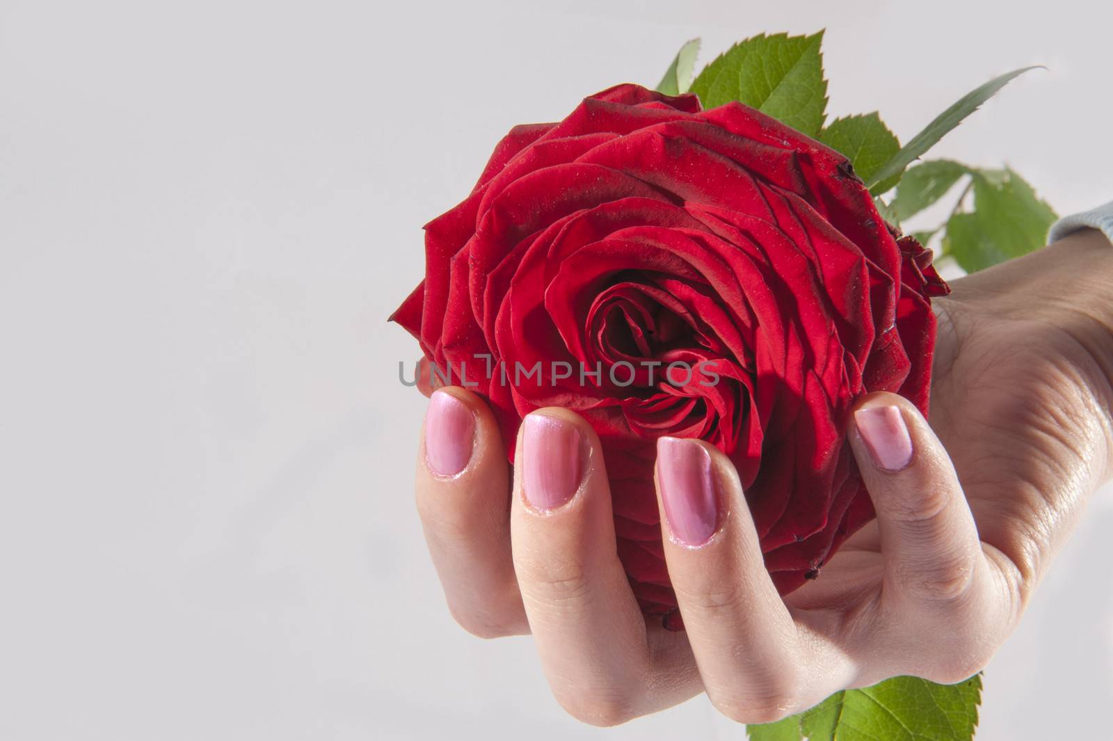 Red rose in the woman hand