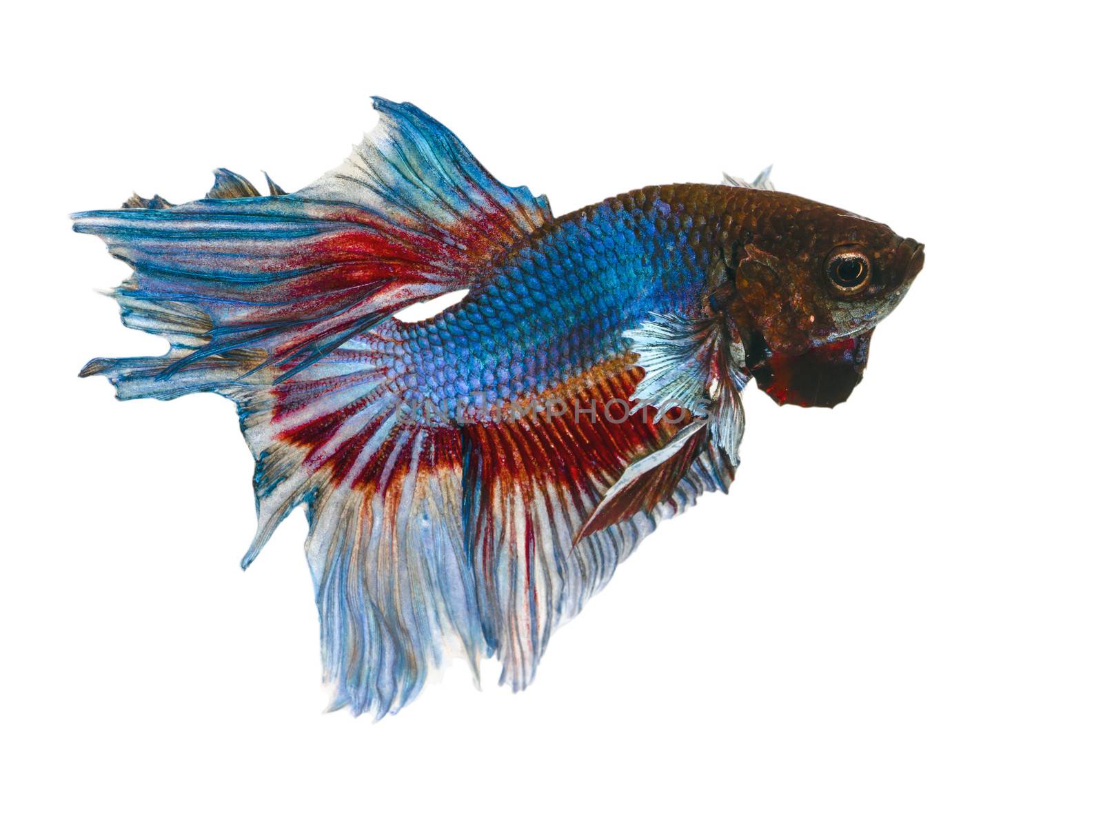 Fighting Fish  by 9george