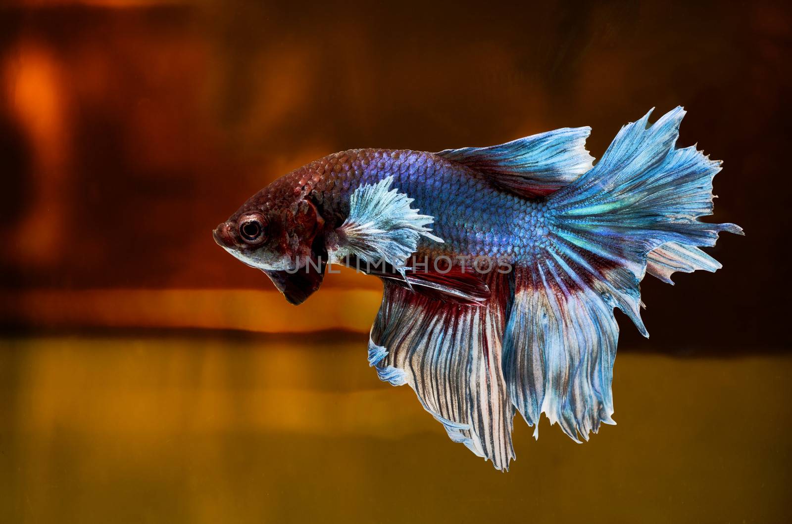 Siamese Fighting Fish isolated on location .Clipping path included.
