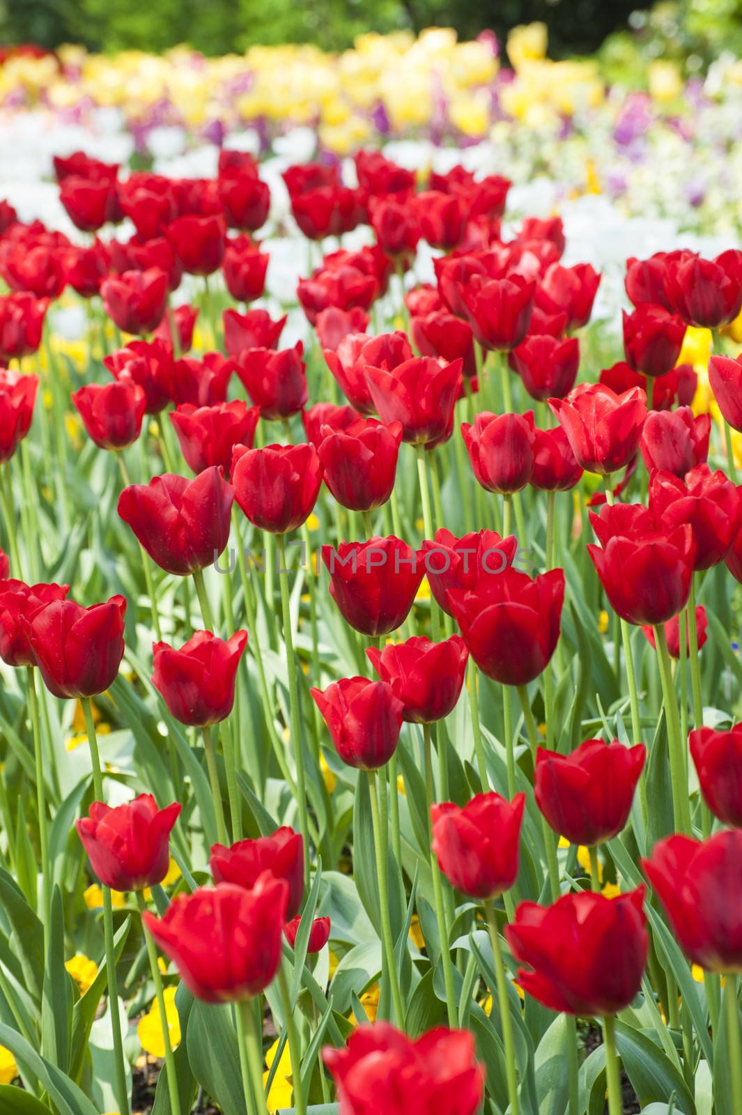 Field of nice red tulips