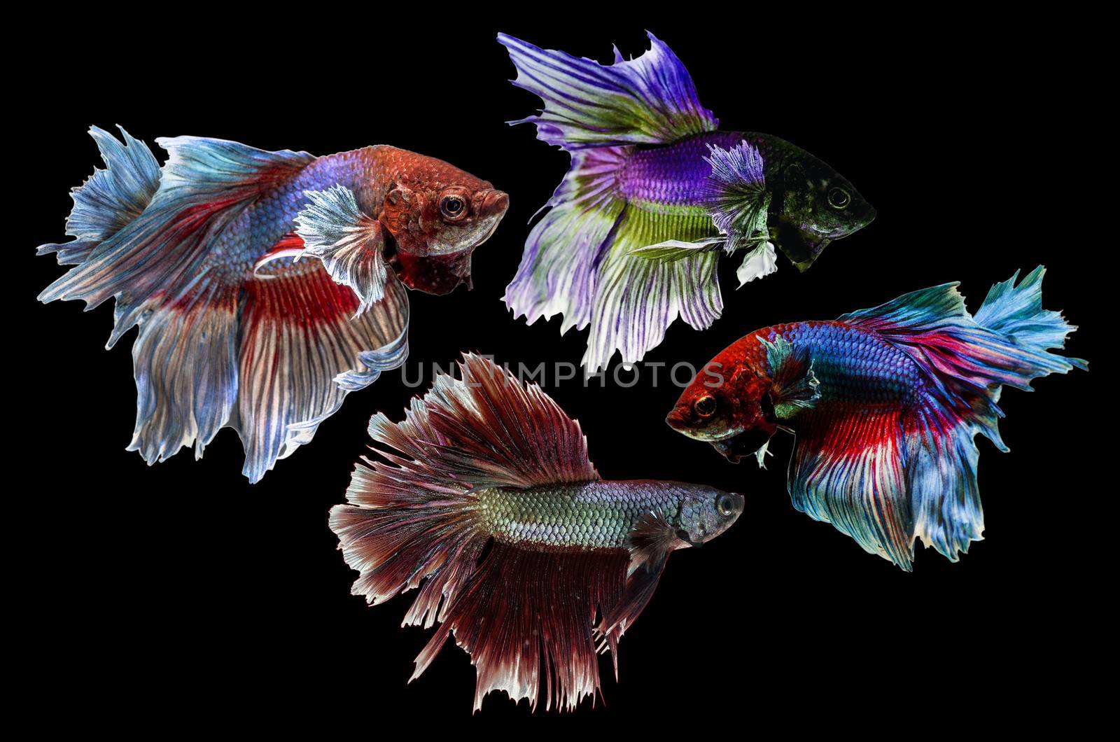 Siamese Fighting Fish isolated on black .Clipping path included.