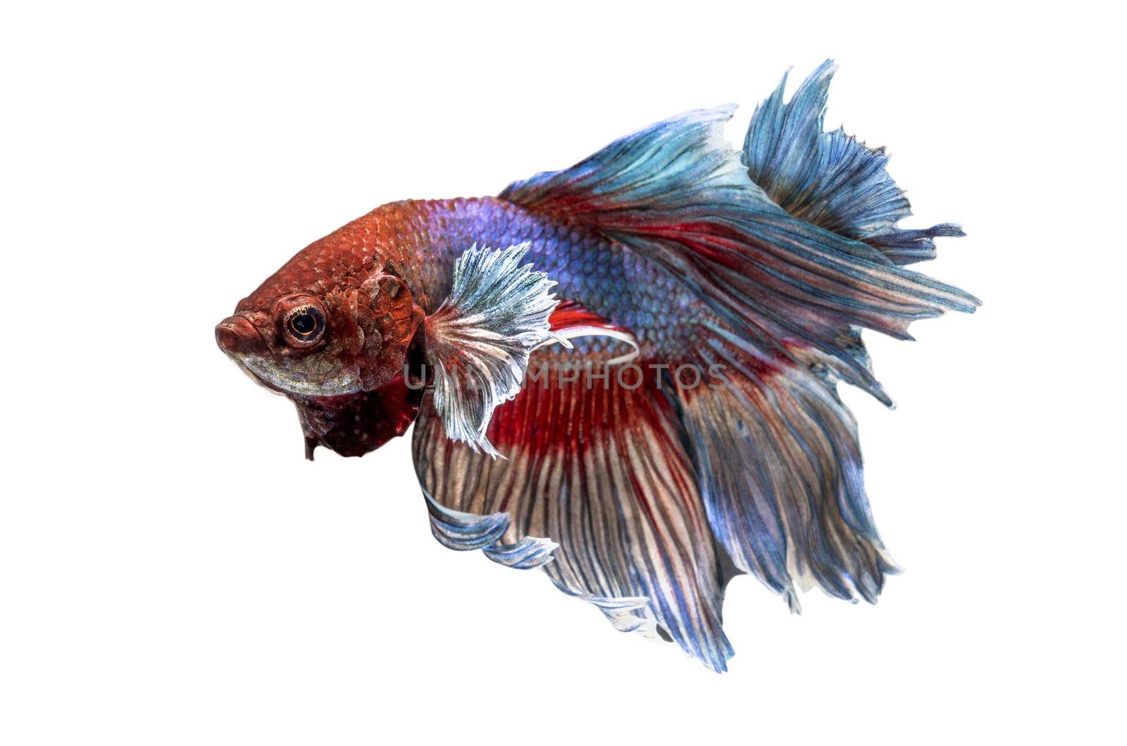 Siamese Fighting Fish isolated on white .Clipping path included.