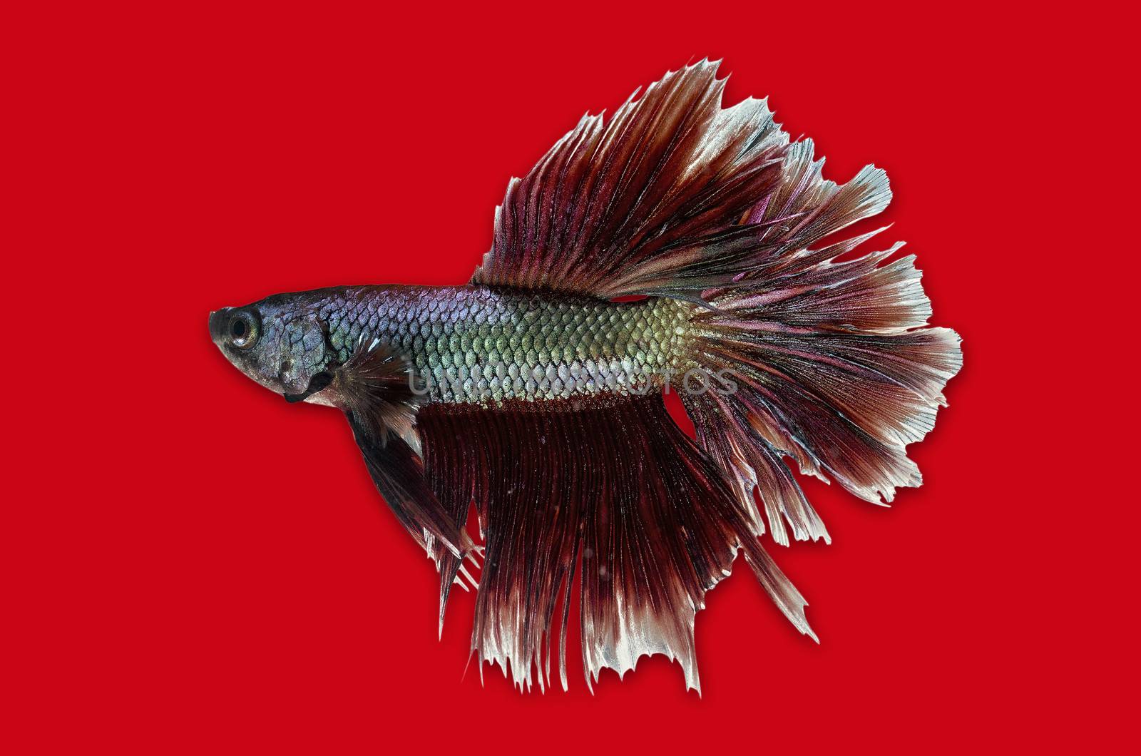 Siamese Fighting Fish isolated on red .Clipping path included.