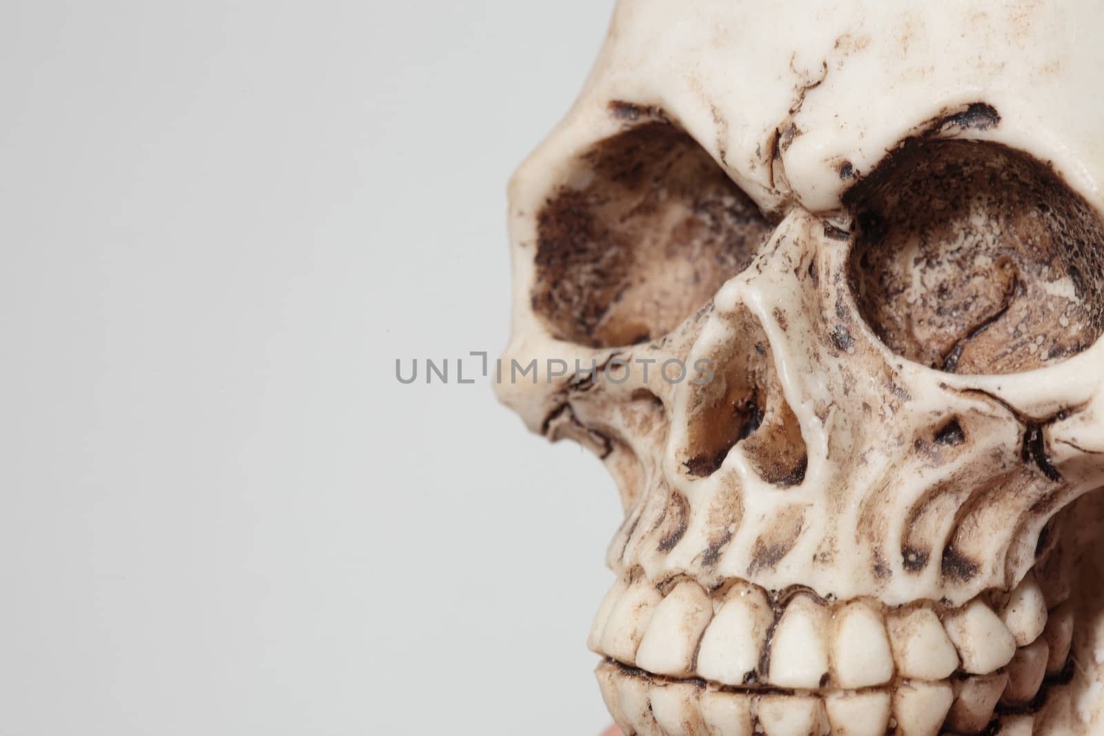 detail of an human skull