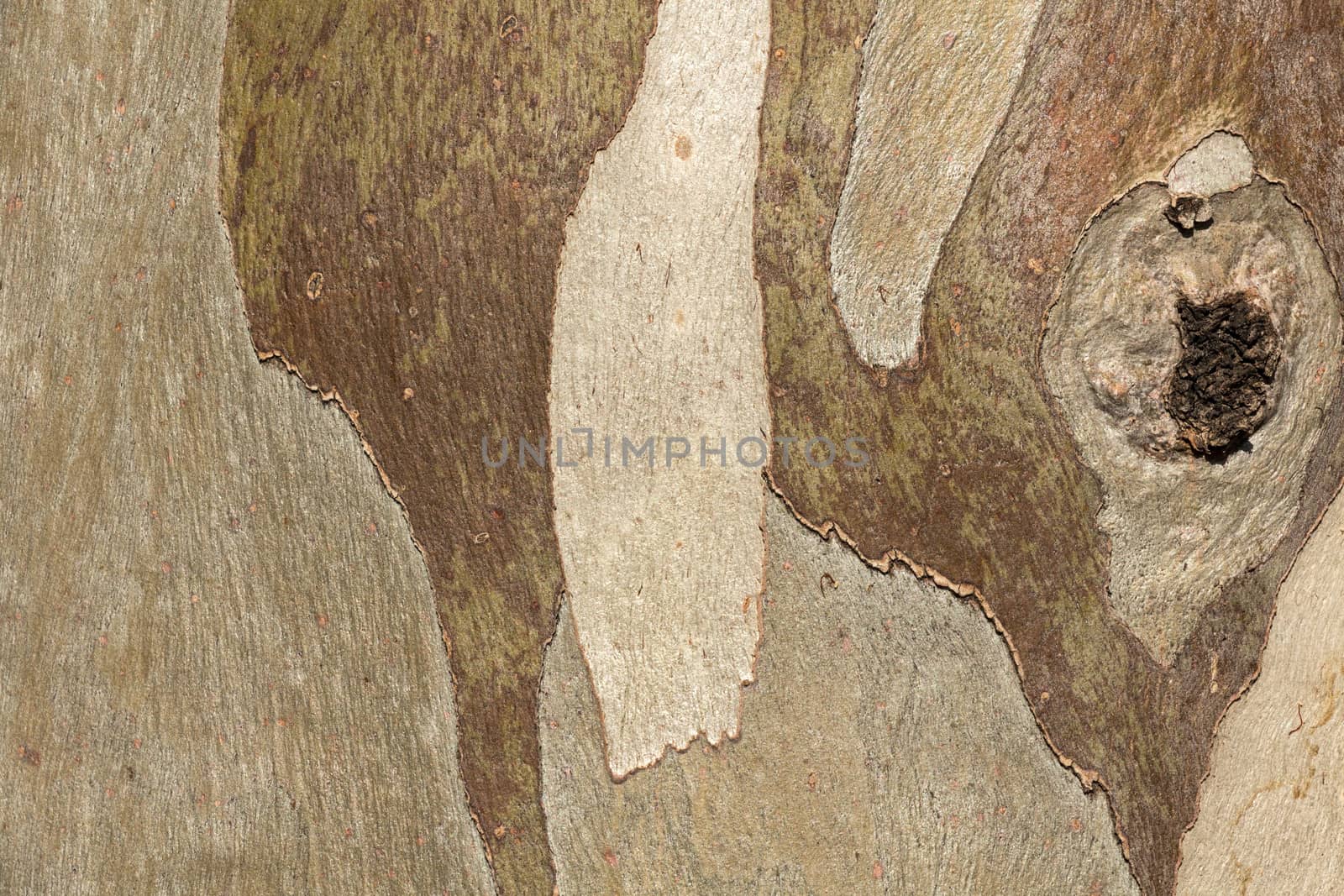 Tree bark of eucalyptus – Texture