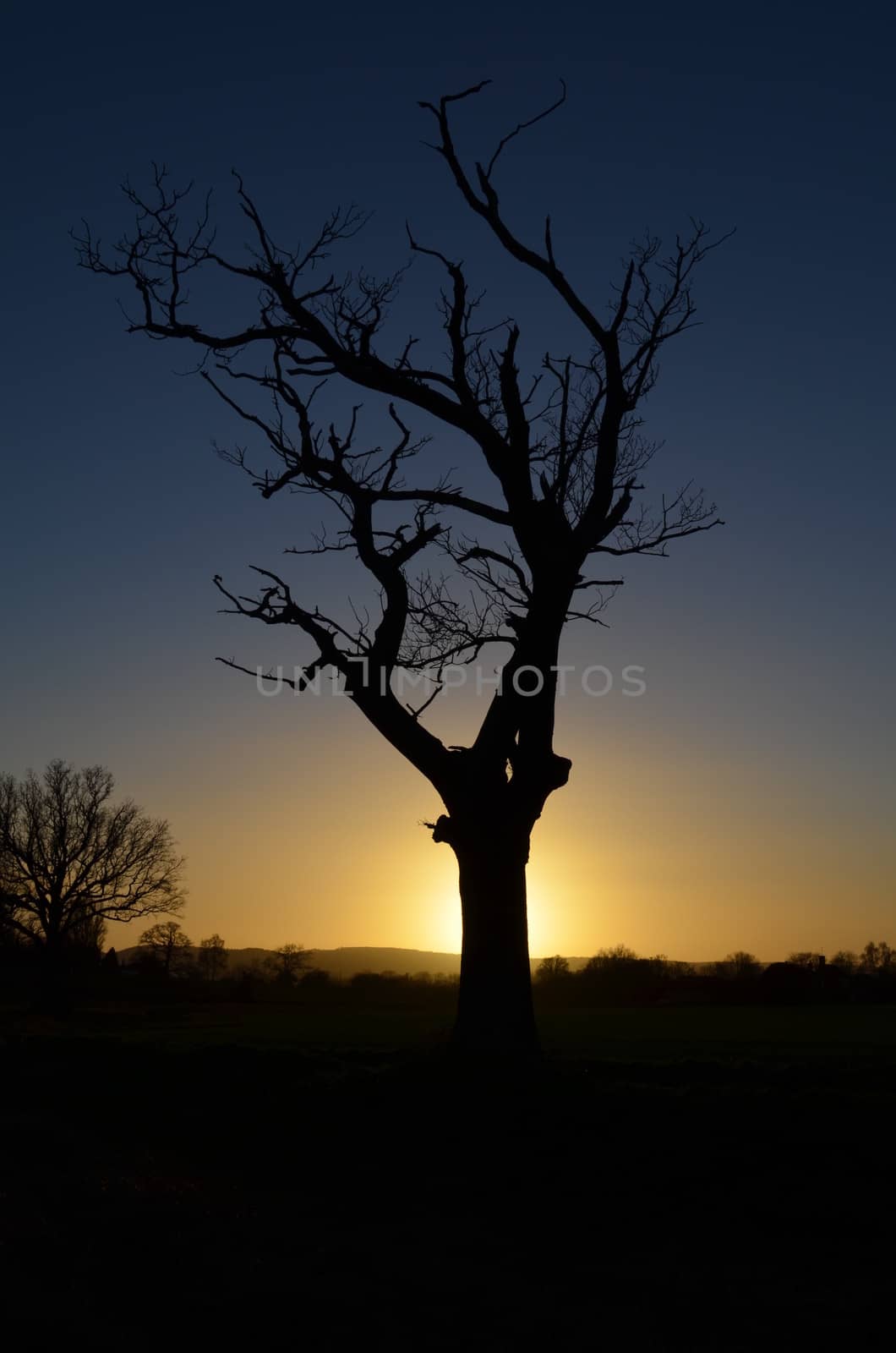 A tree blocks the setting sun in open countryside in Sussex,England.