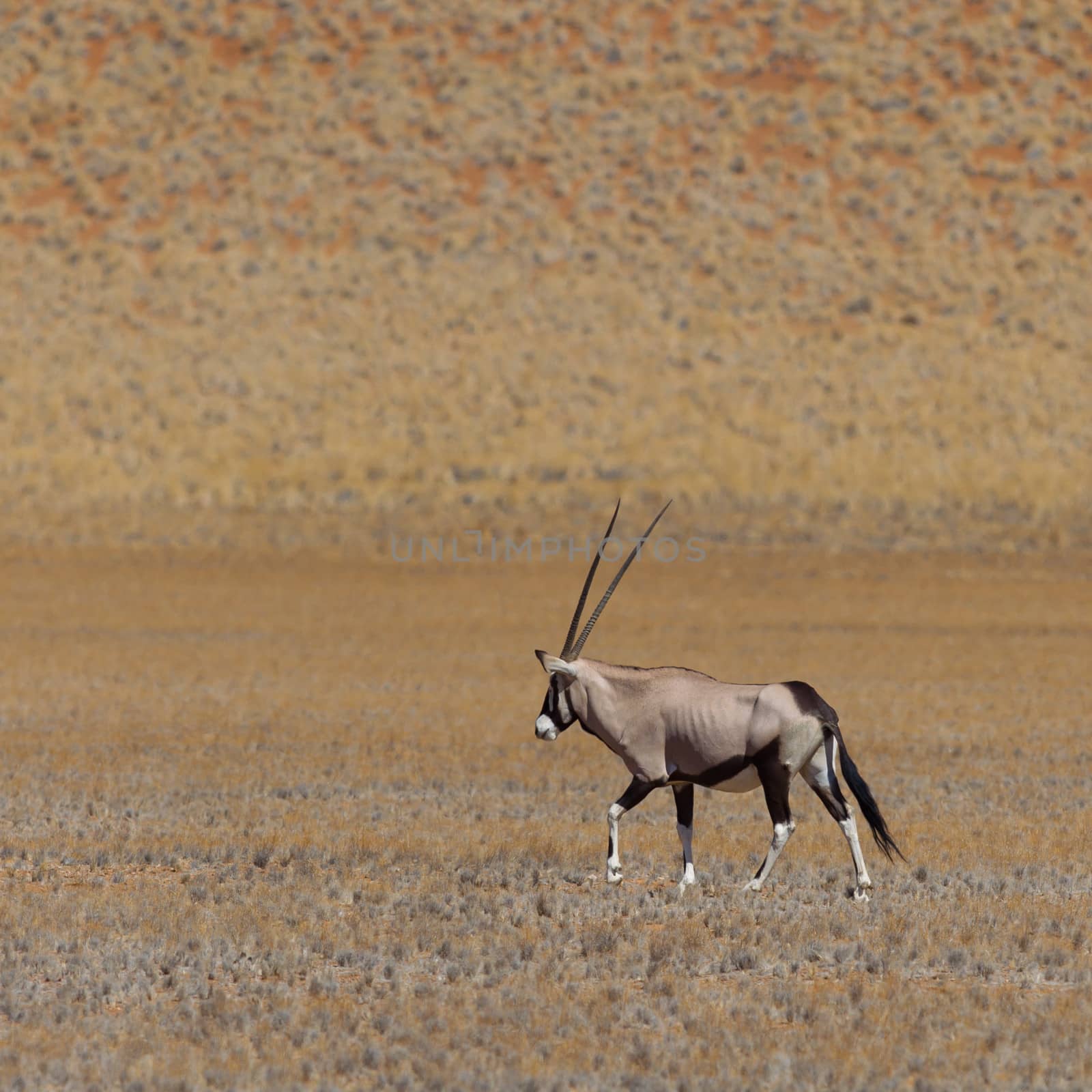 Gemsbok antelope (Oryx gazella), Namib desert, Namibia