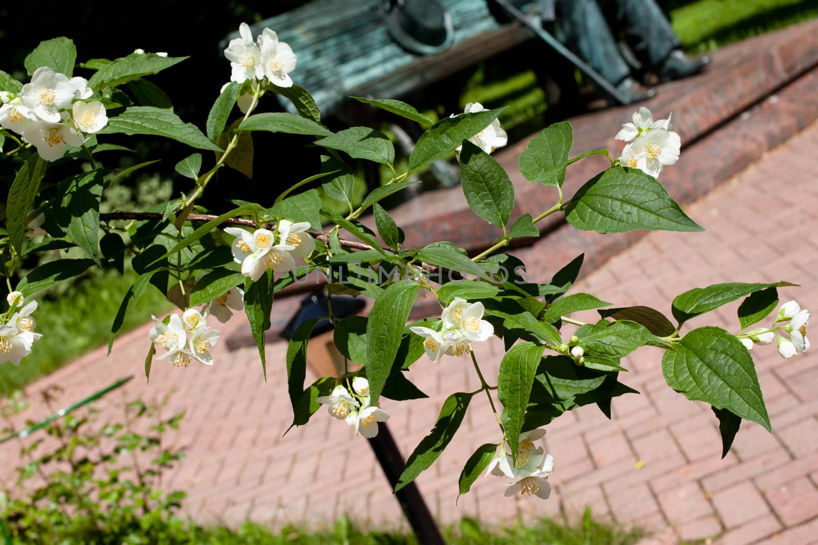White flowers and green leaves on the bush in sunny day
