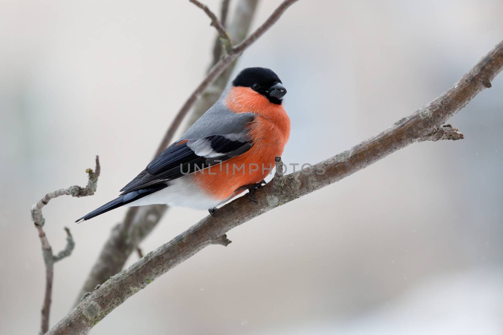 Bullfinch in winter day by fotooxotnik