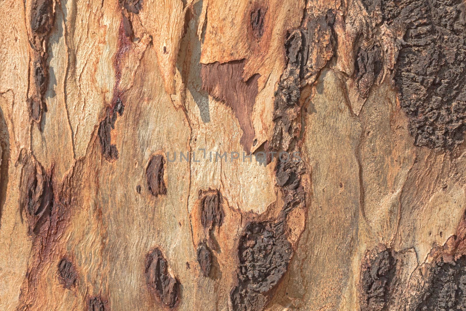 Tree bark of eucalyptus – Texture