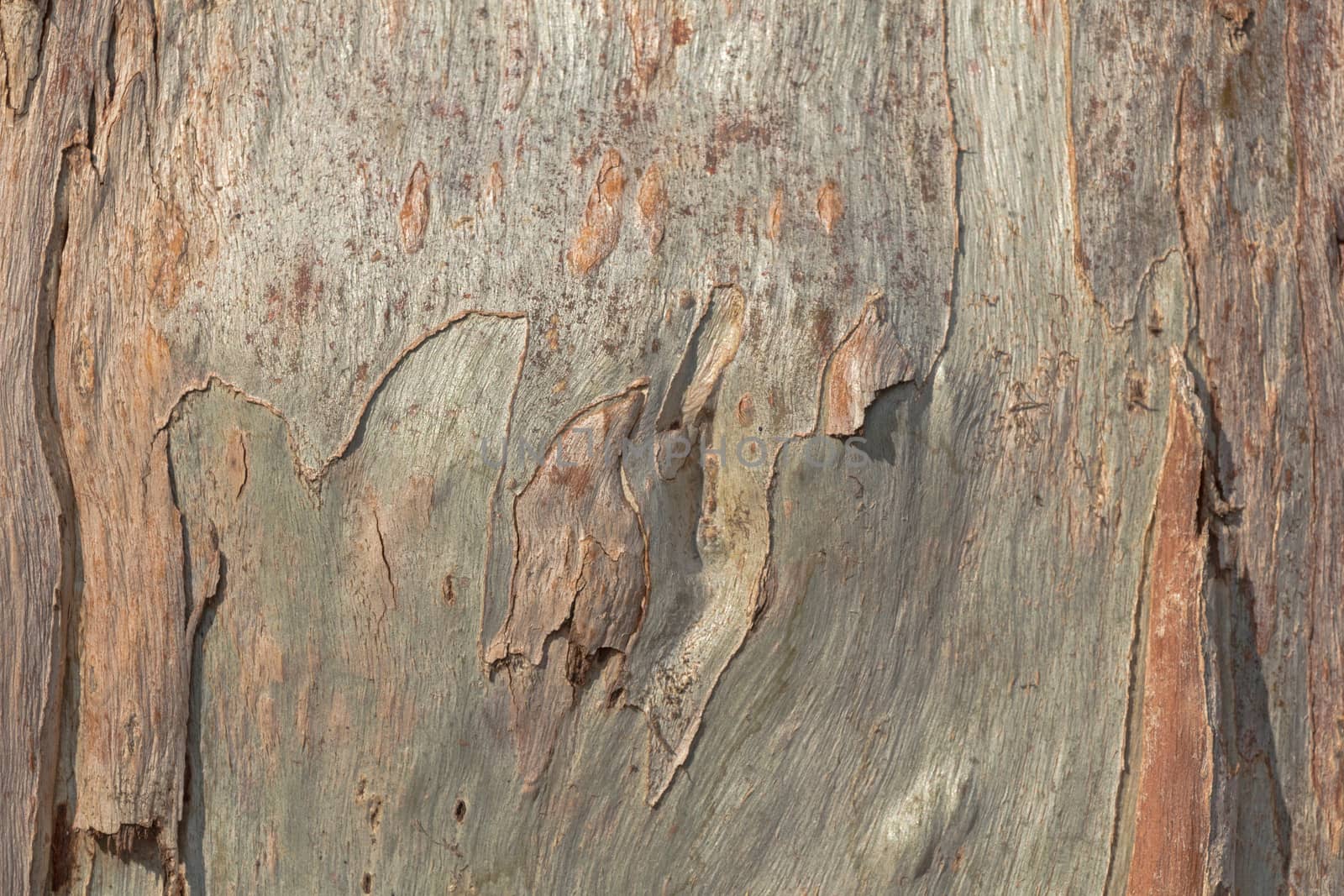 Tree bark of eucalyptus – Texture