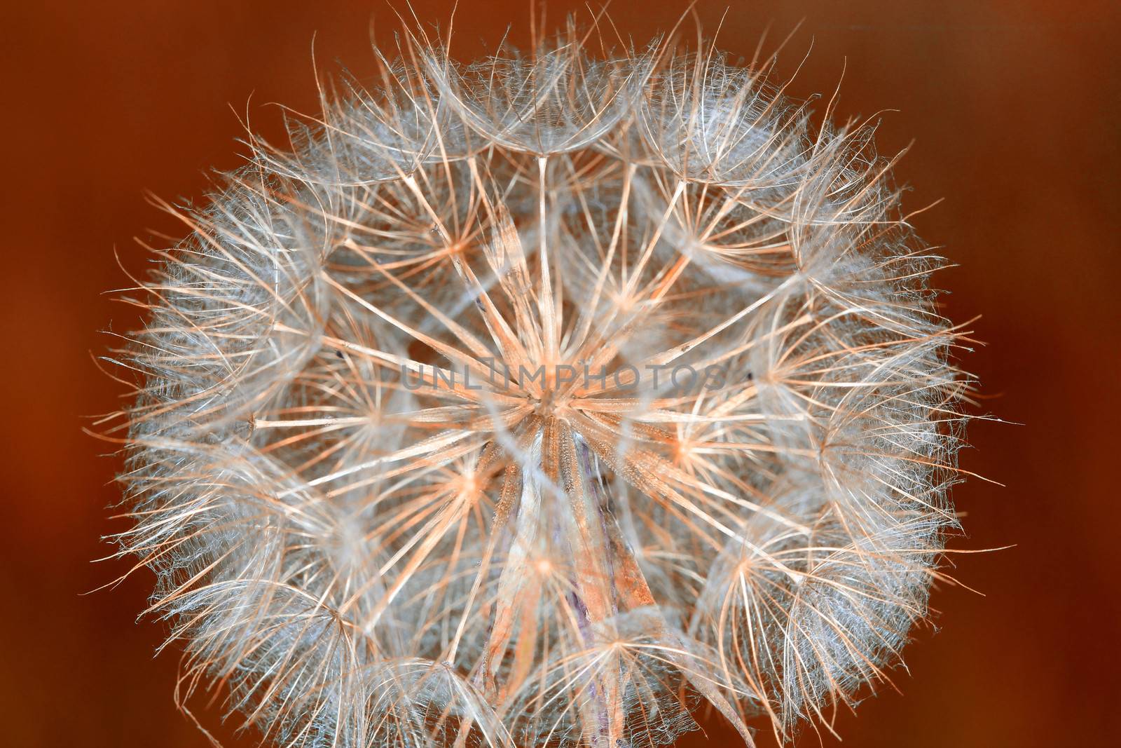 dandelion close up spring season