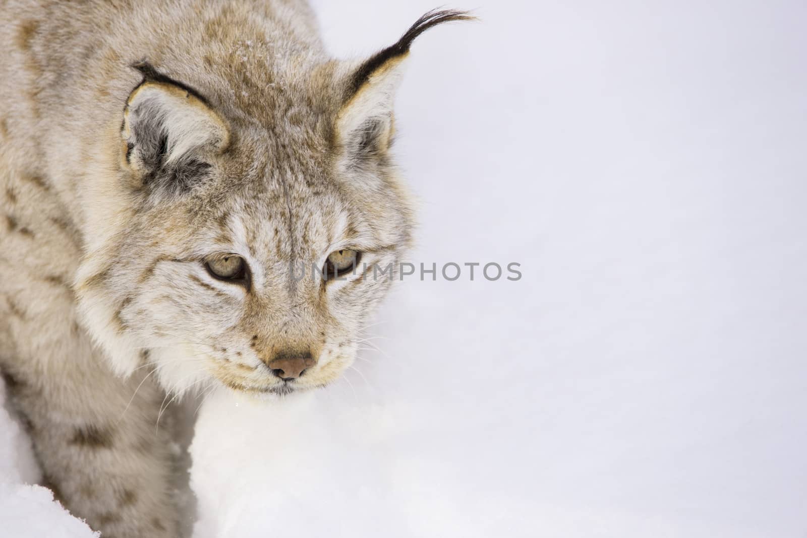 Hunting lynx by GryT