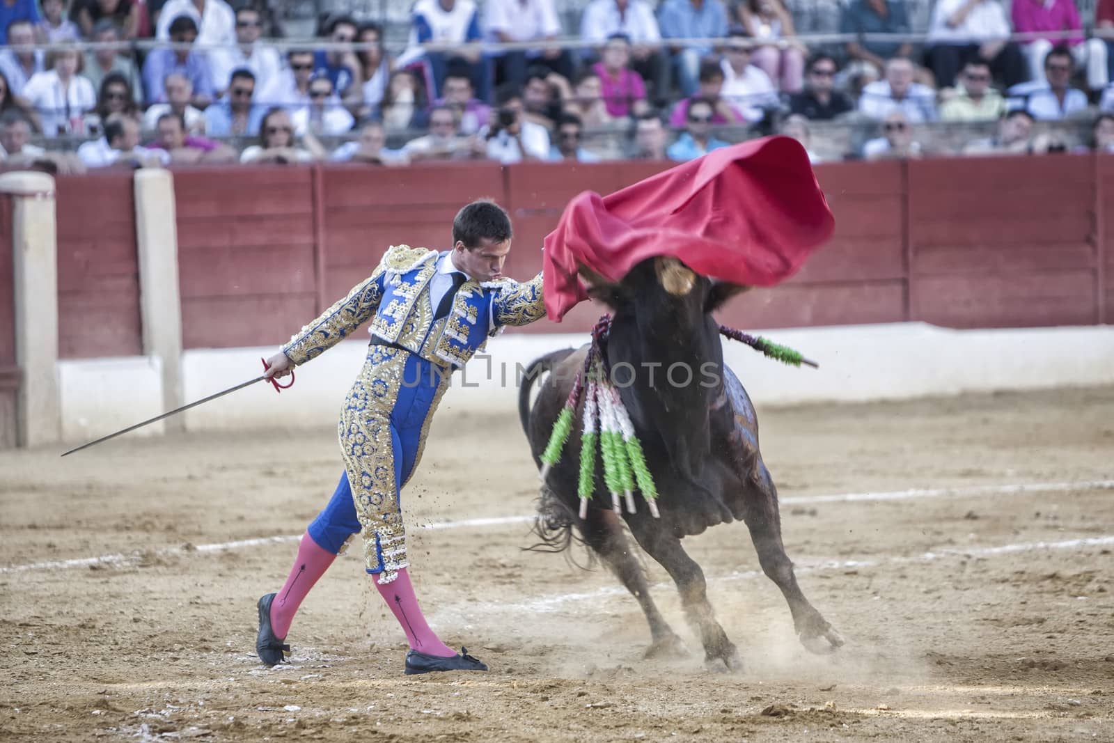 Baeza, Jaen province, SPAIN - 15 august 2009: Bullfighter Julian Lopez El Juli bullfighting with a crutch in a beautiful pass in the Bullring of Baeza, Jaen province, Andalusia, Spain