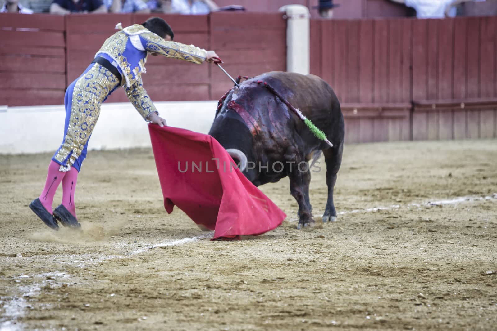 Baeza, Jaen province, SPAIN - 15 august 2009: Bullfighter Julian Lopez El Juli stabbing the bull with the sword giving a jump cheating the bull in the Bullring of Baeza, Jaen province, Andalusia, Spain