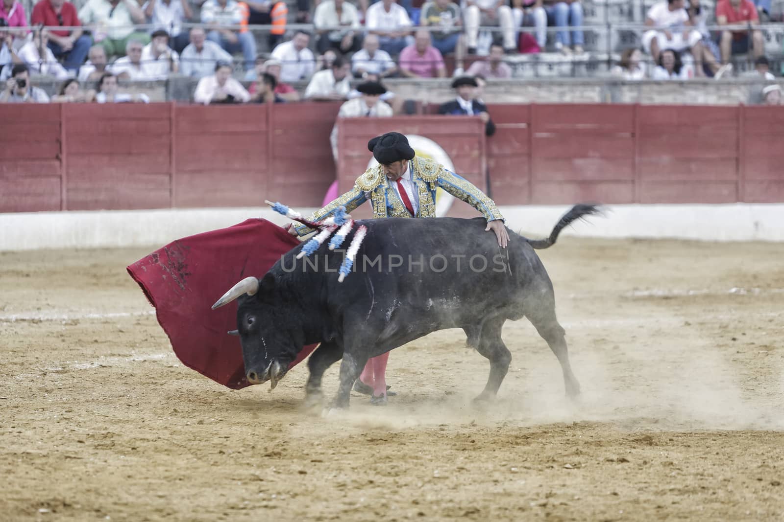 Baeza, Jaen province, SPAIN - 15 august 2009: Bullfighter Luis Francisco Espla bullfighting with a crutch in a beautiful pass in the Bullring of Baeza, Jaen province, Andalusia, Spain