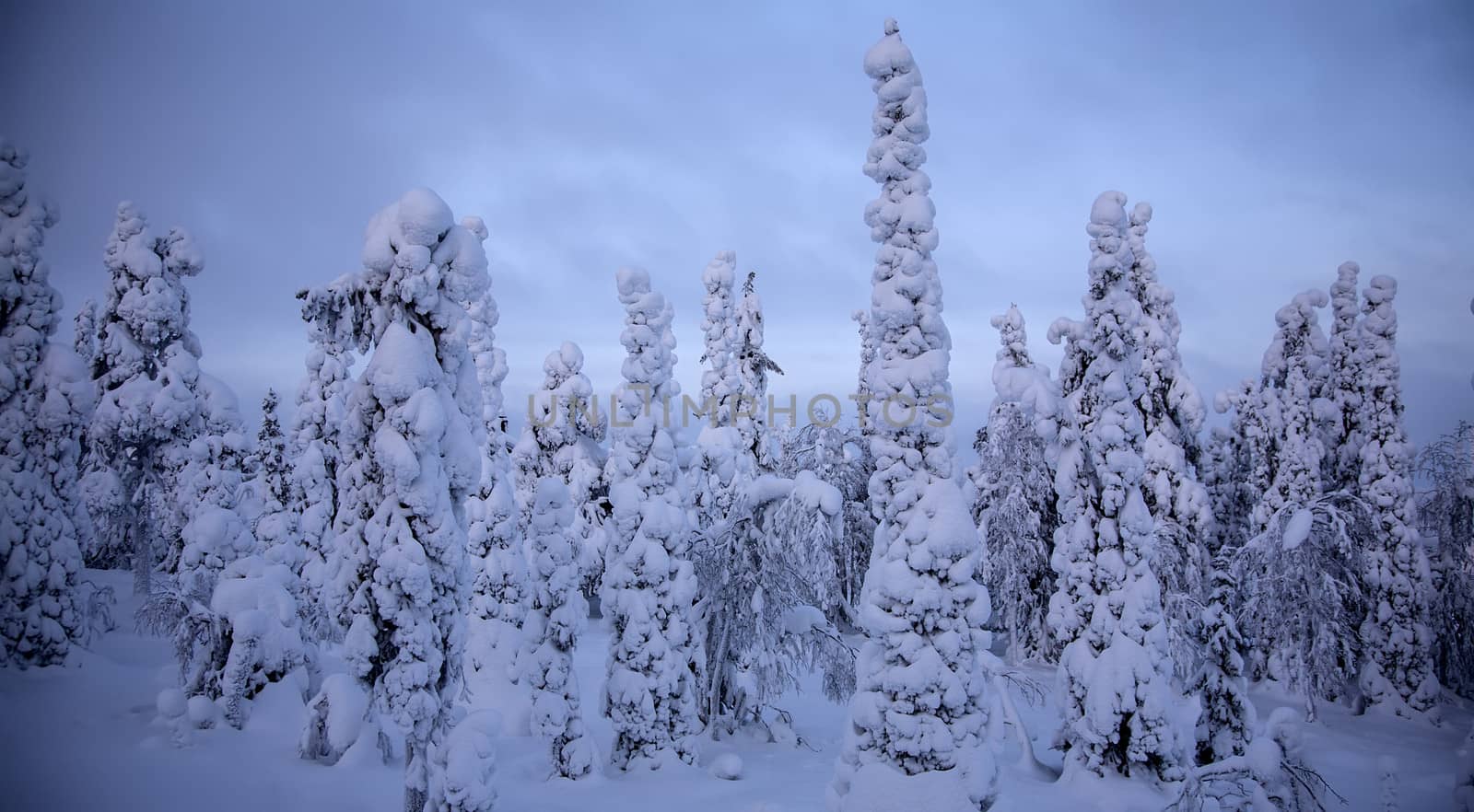 Night forest under snow in winter at Finland after snowfall