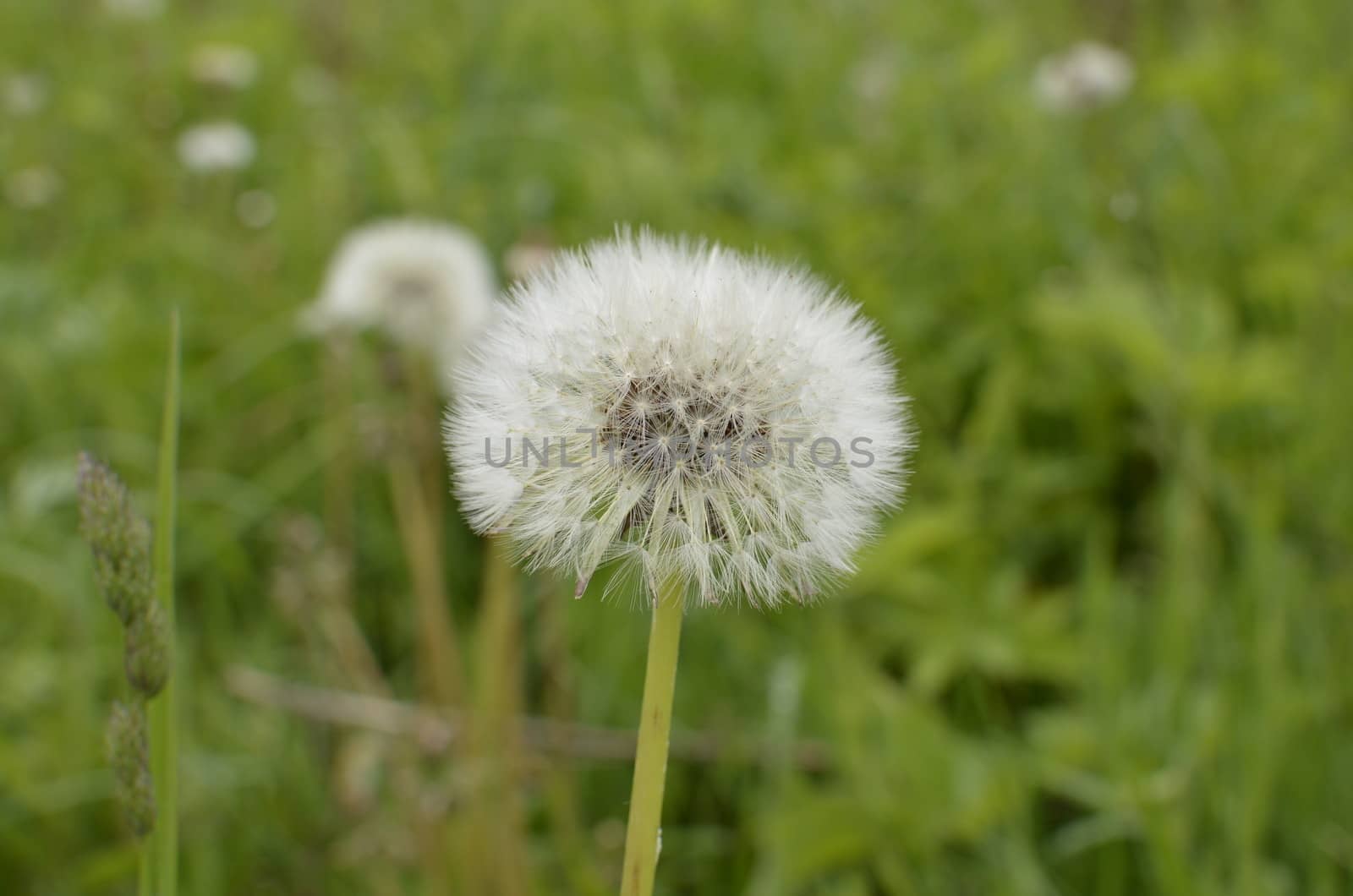 Single Dandelion on Blurred Green Meadow.