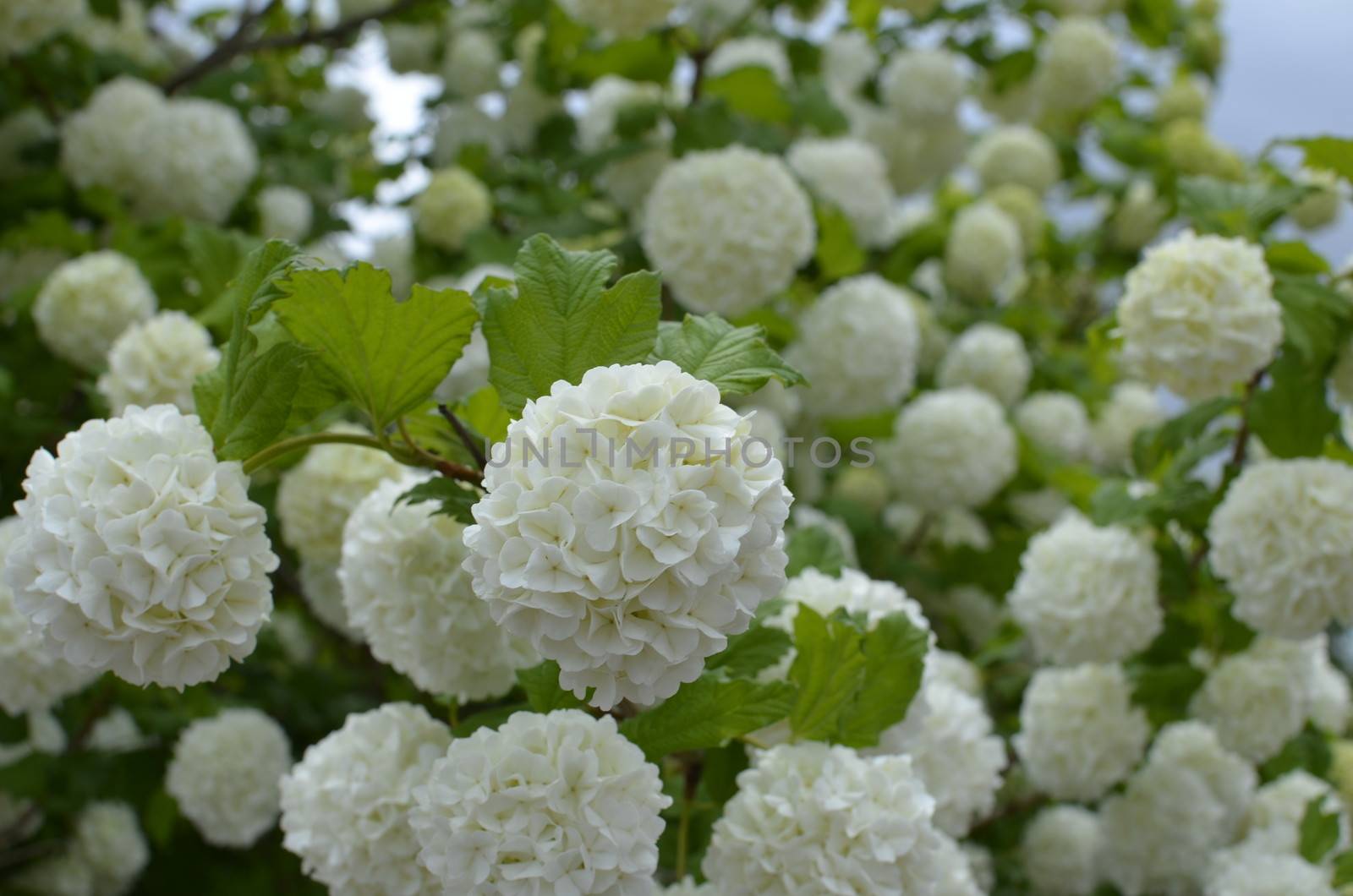 Hydrangea White Flower Groups on Bush.