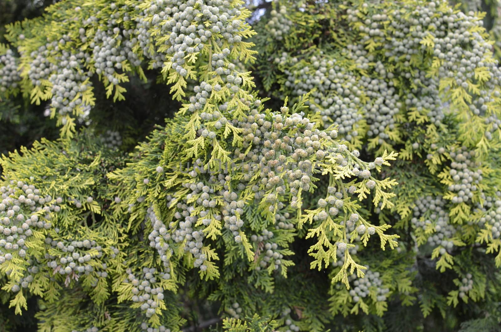 Green Cones on Thuja Branch.