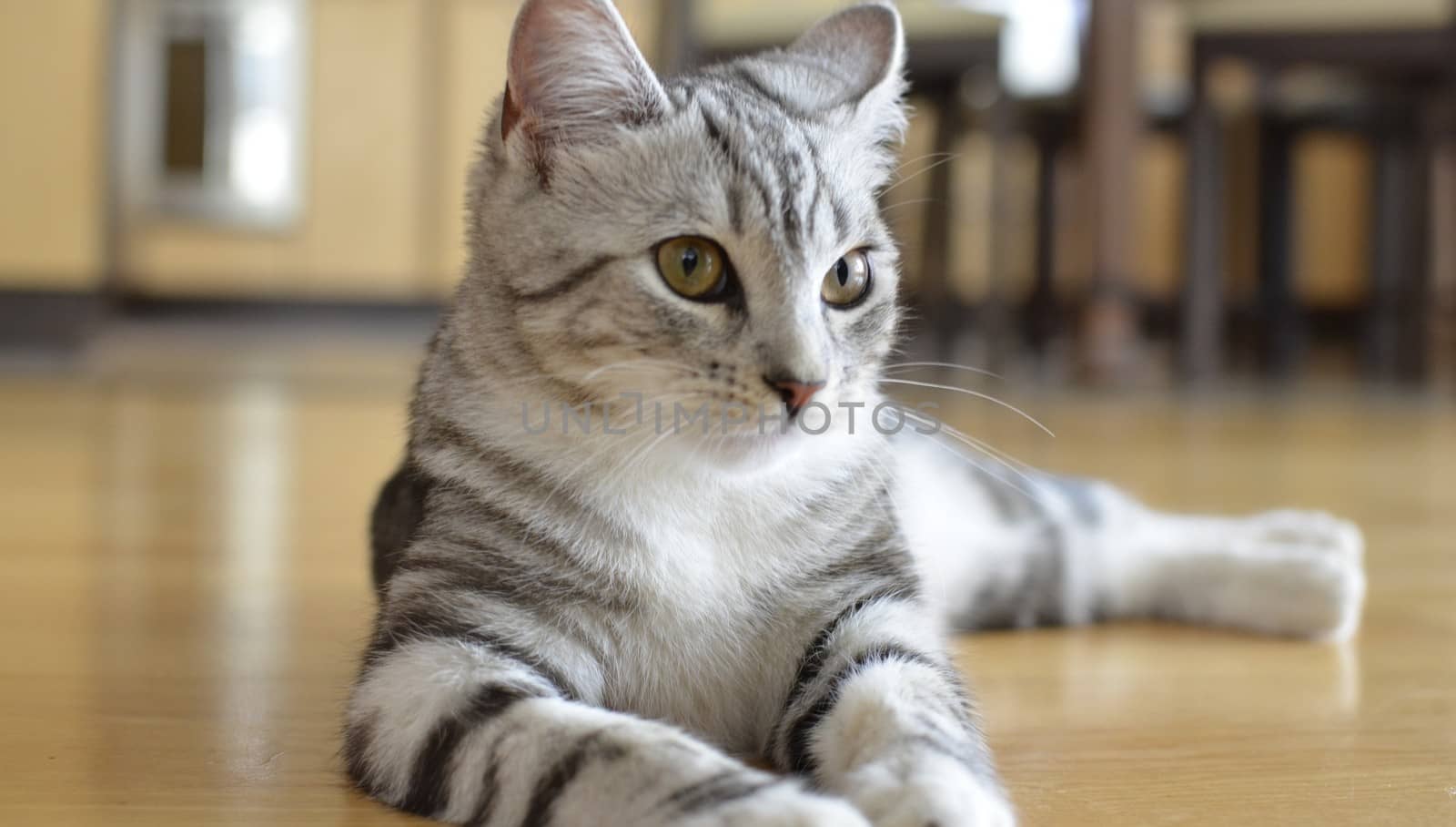 Gray Cat With Stripes Laying on Floor by fstockluk