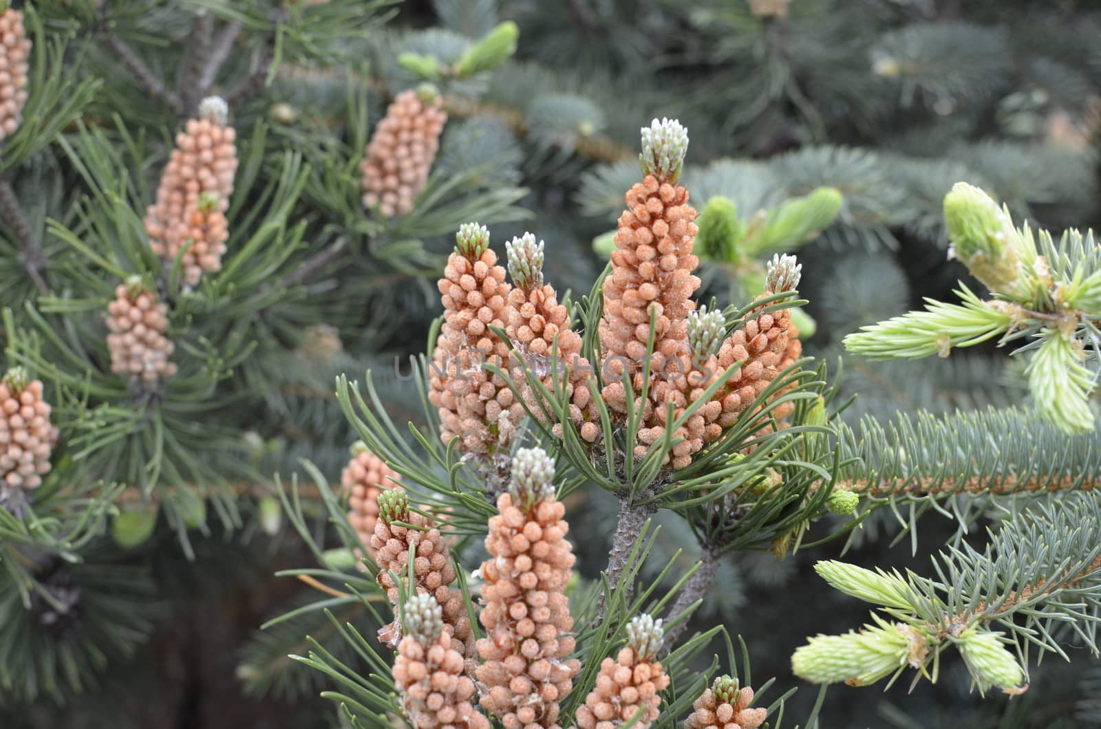 Pine Tree Flowers by fstockluk