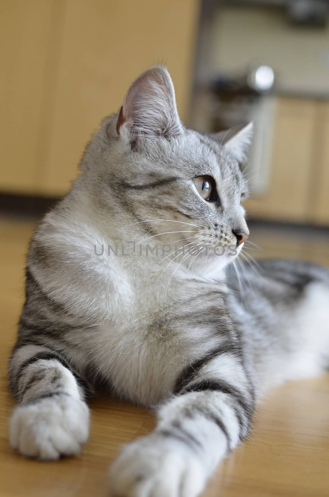 Gray Cat With Stripes Laying on Floor by fstockluk