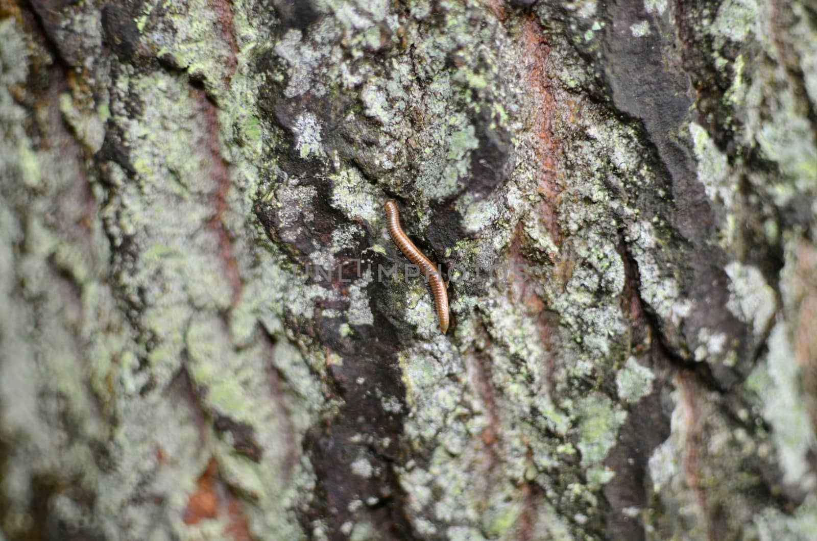 Centipede Hiding in The Bark by fstockluk