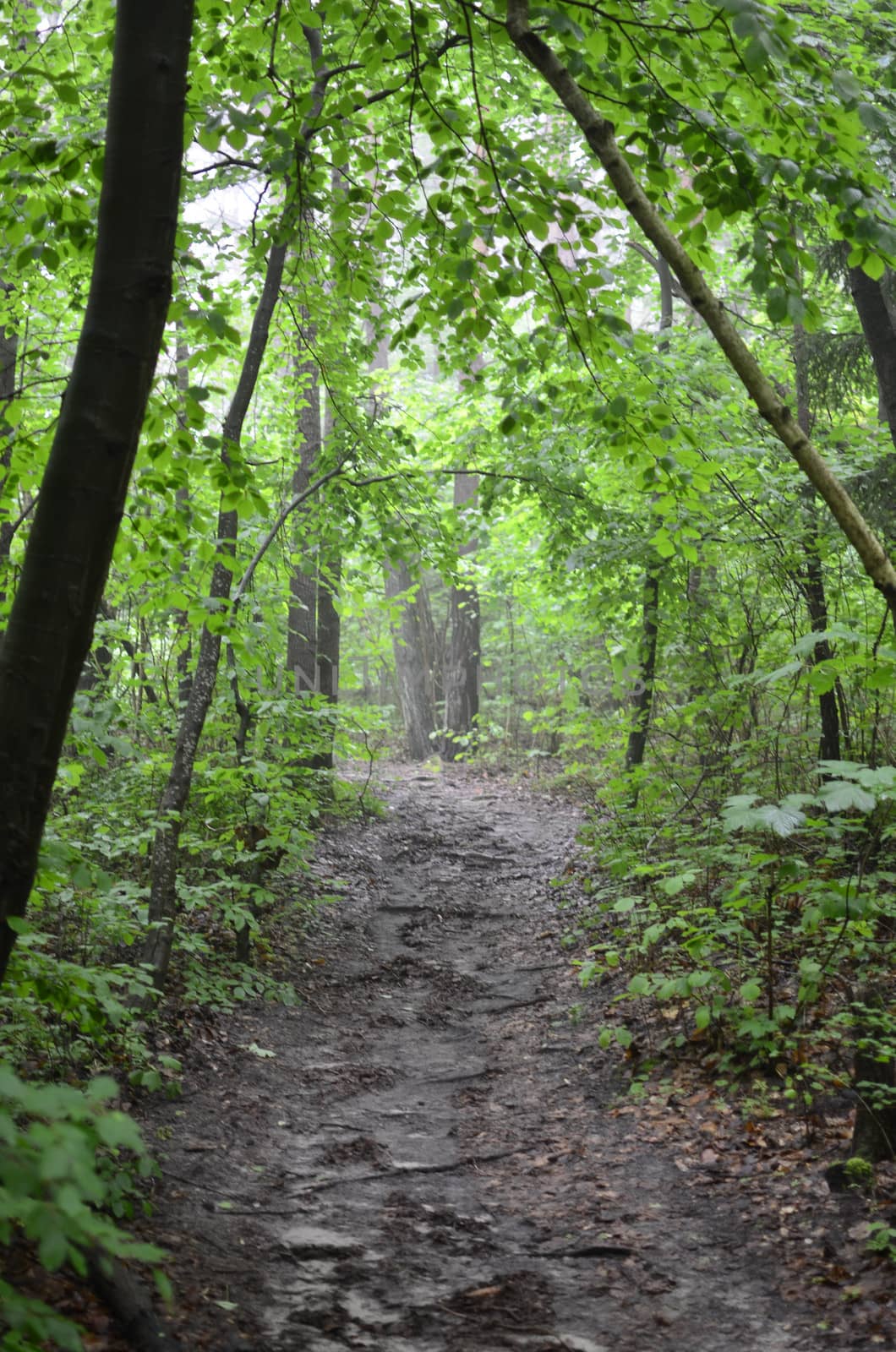 Forest in The Mist With Old DirtPath.