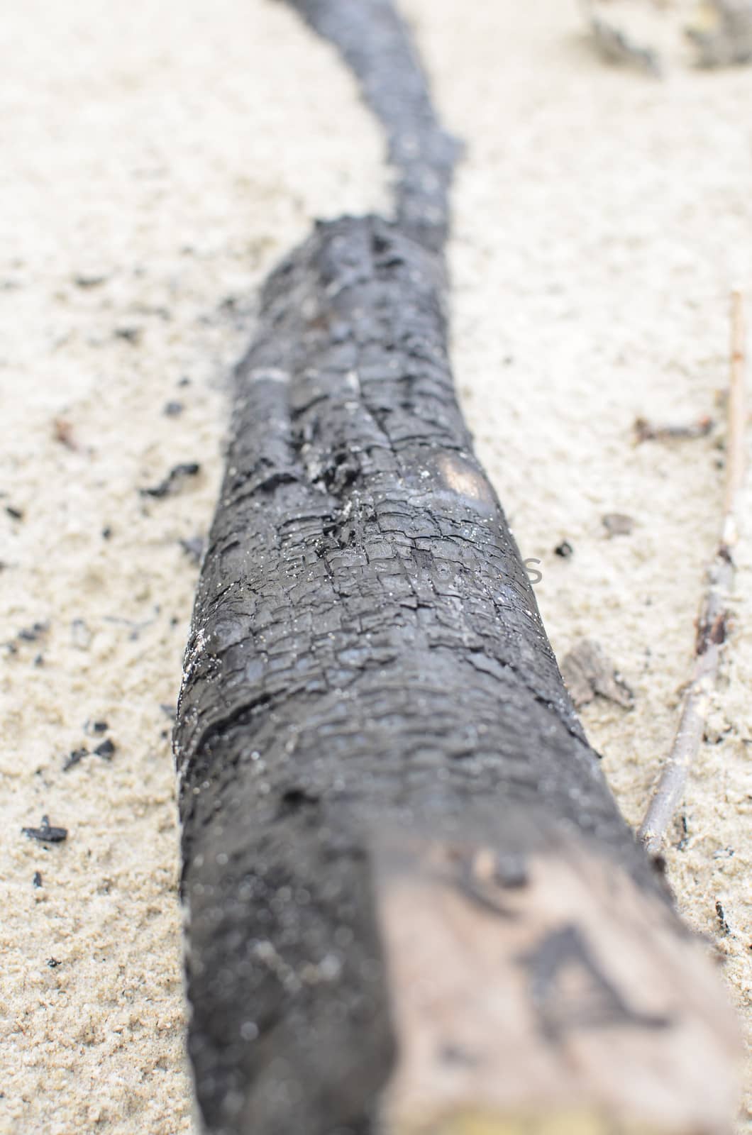 Burned Log on Sand Beach.