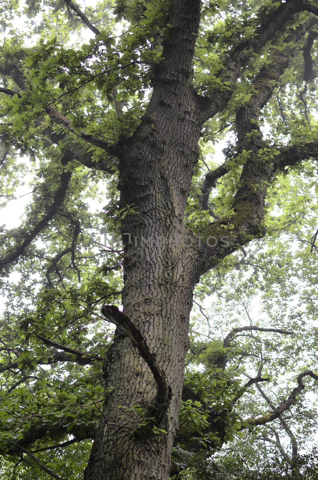 Old Oak Tree by fstockluk