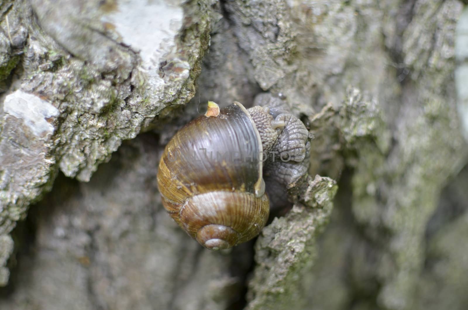 Brown Snail in Shell on Tree Bark by fstockluk
