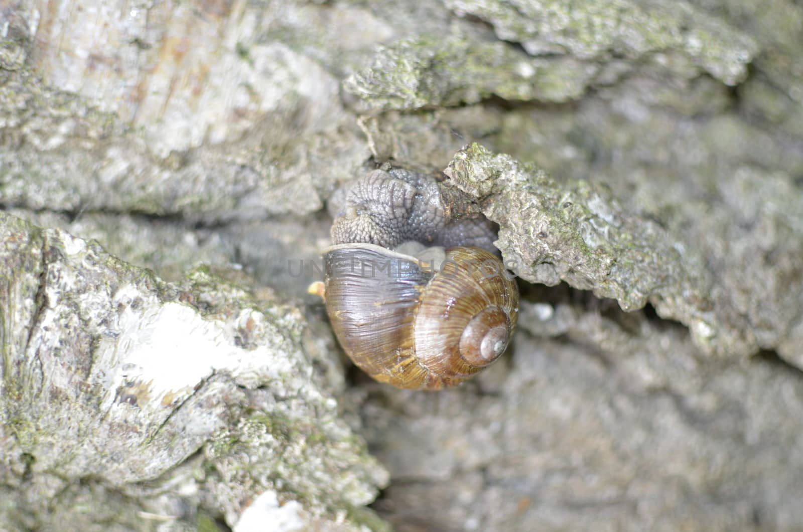 Brown Snail in Shell on Tree Bark.