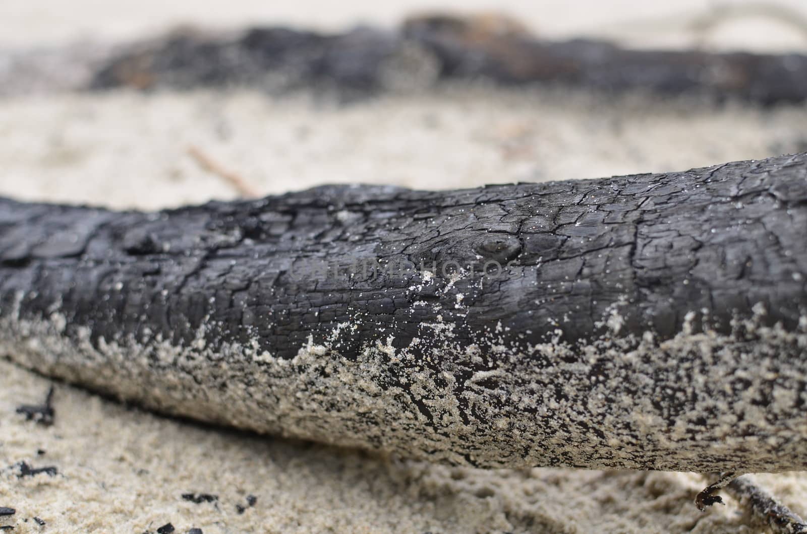 Burned Log on Sand Beach by fstockluk