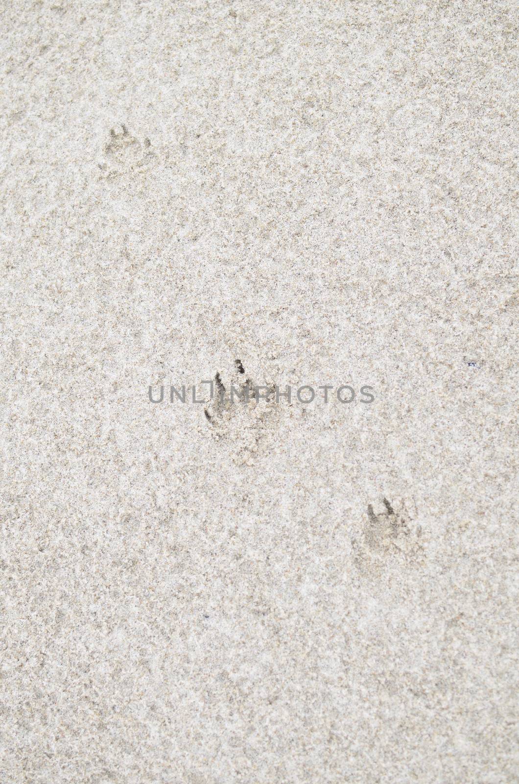 Dog Footprint on Sandy Beach by fstockluk