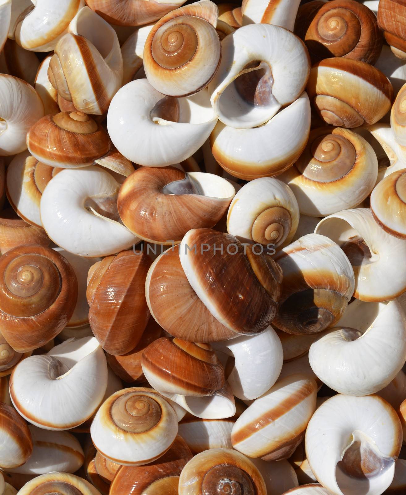 Collection of spiral sea shells background
