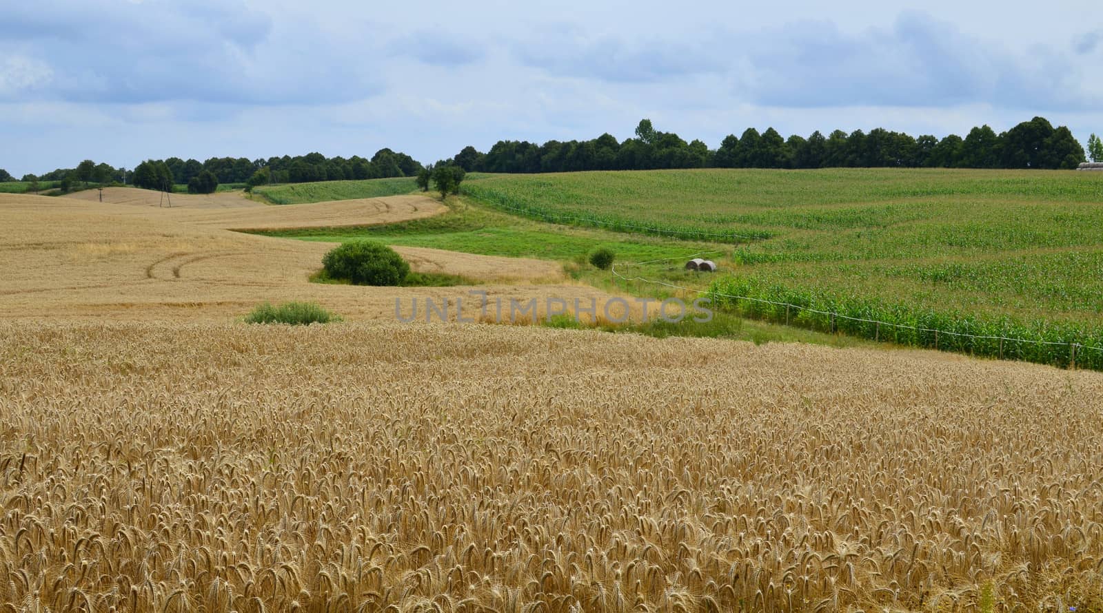 Grain and Corn Fields Background by fstockluk