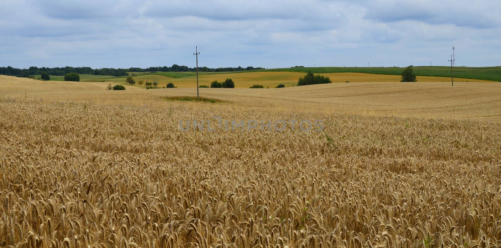 Grain and corn fields creating amazing lanscape