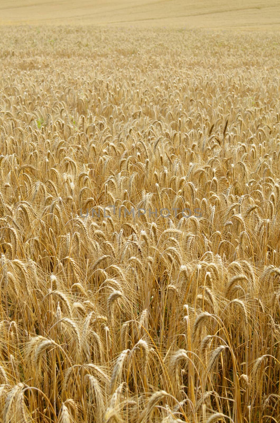 Background Field of grain in gold color