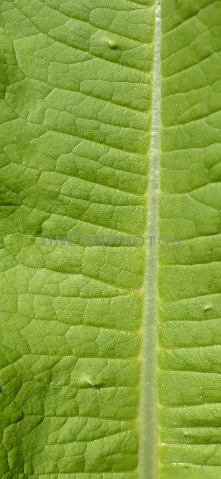 Green Leaf Macro View On Veins.