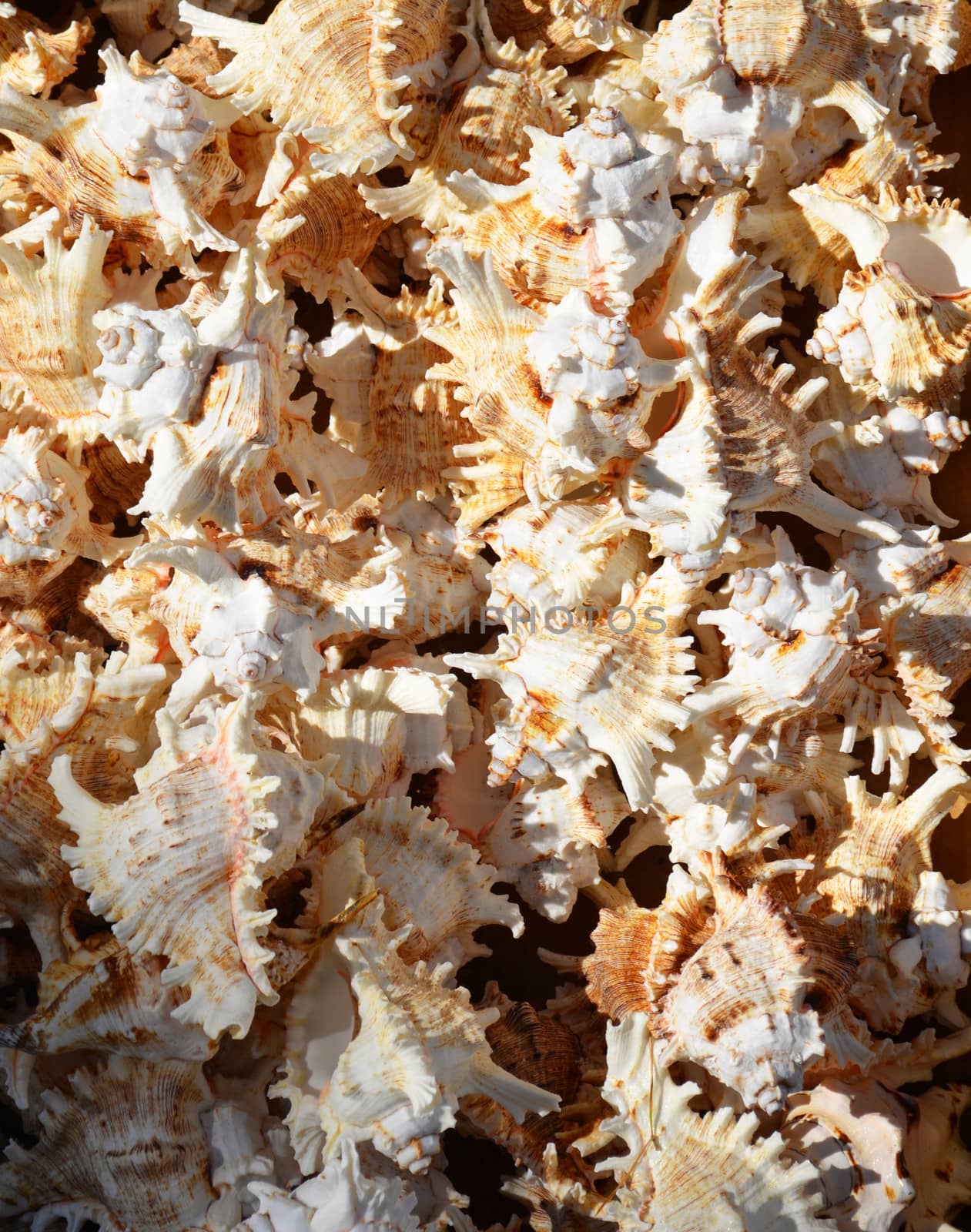 Collection of white spiked sea shells 