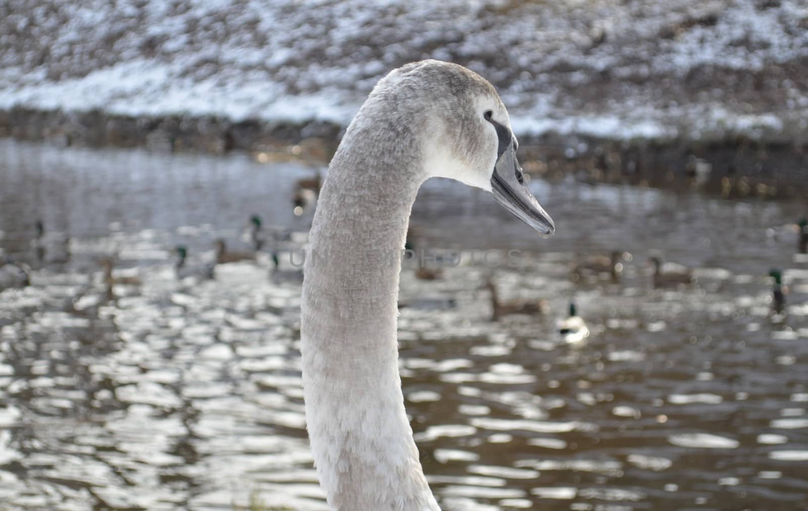 Gray Swan With Ducks by fstockluk
