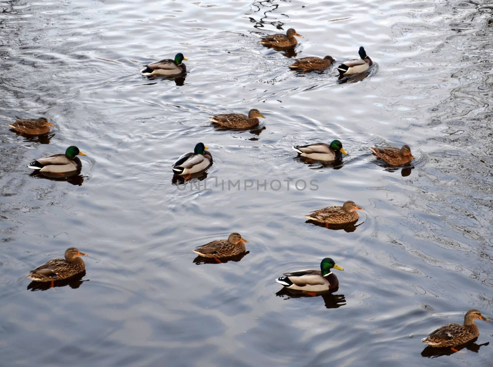 Group of Mallard Ducks Swmiming on Water by fstockluk