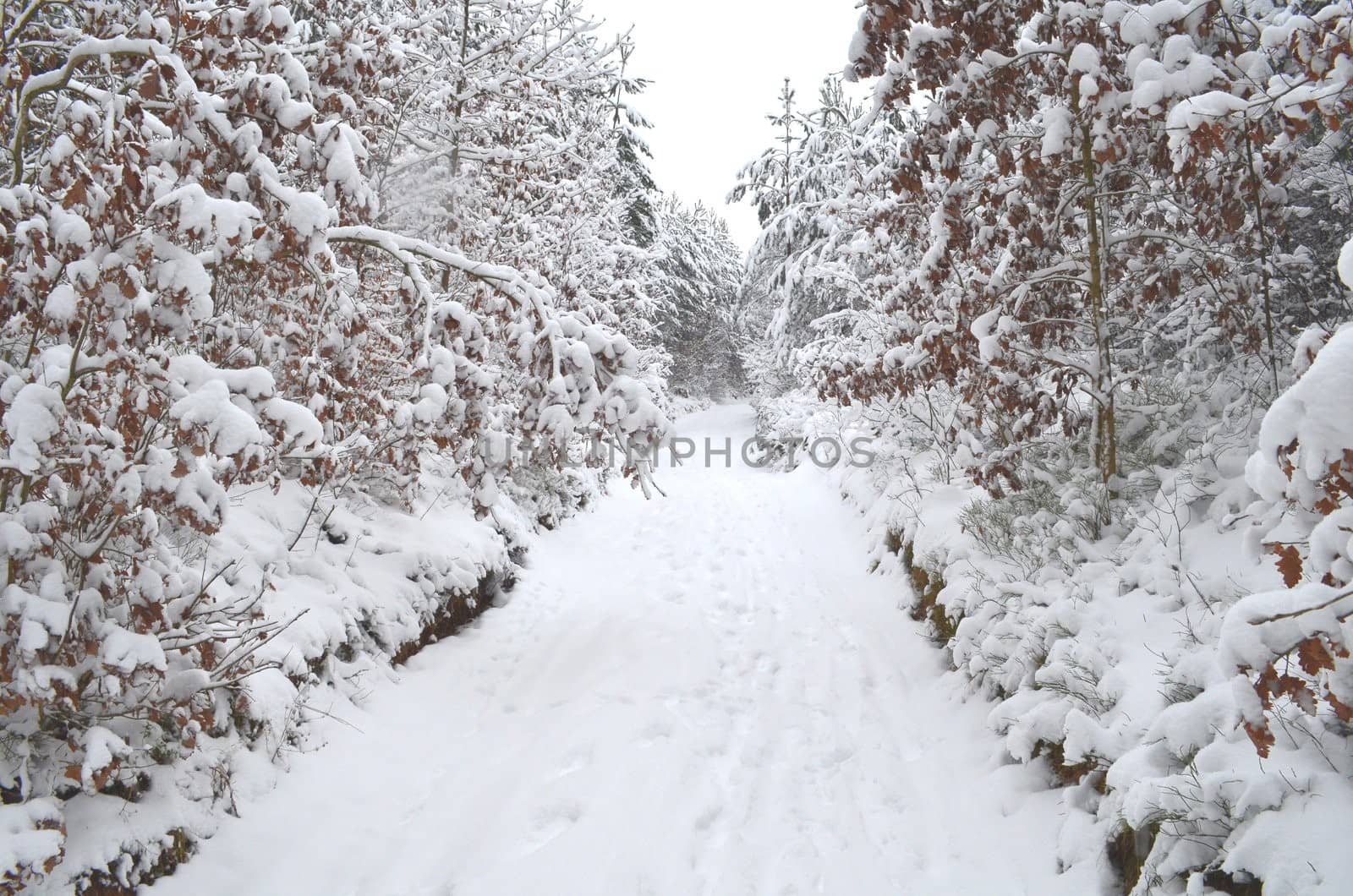Conifer forest under snow cover with road