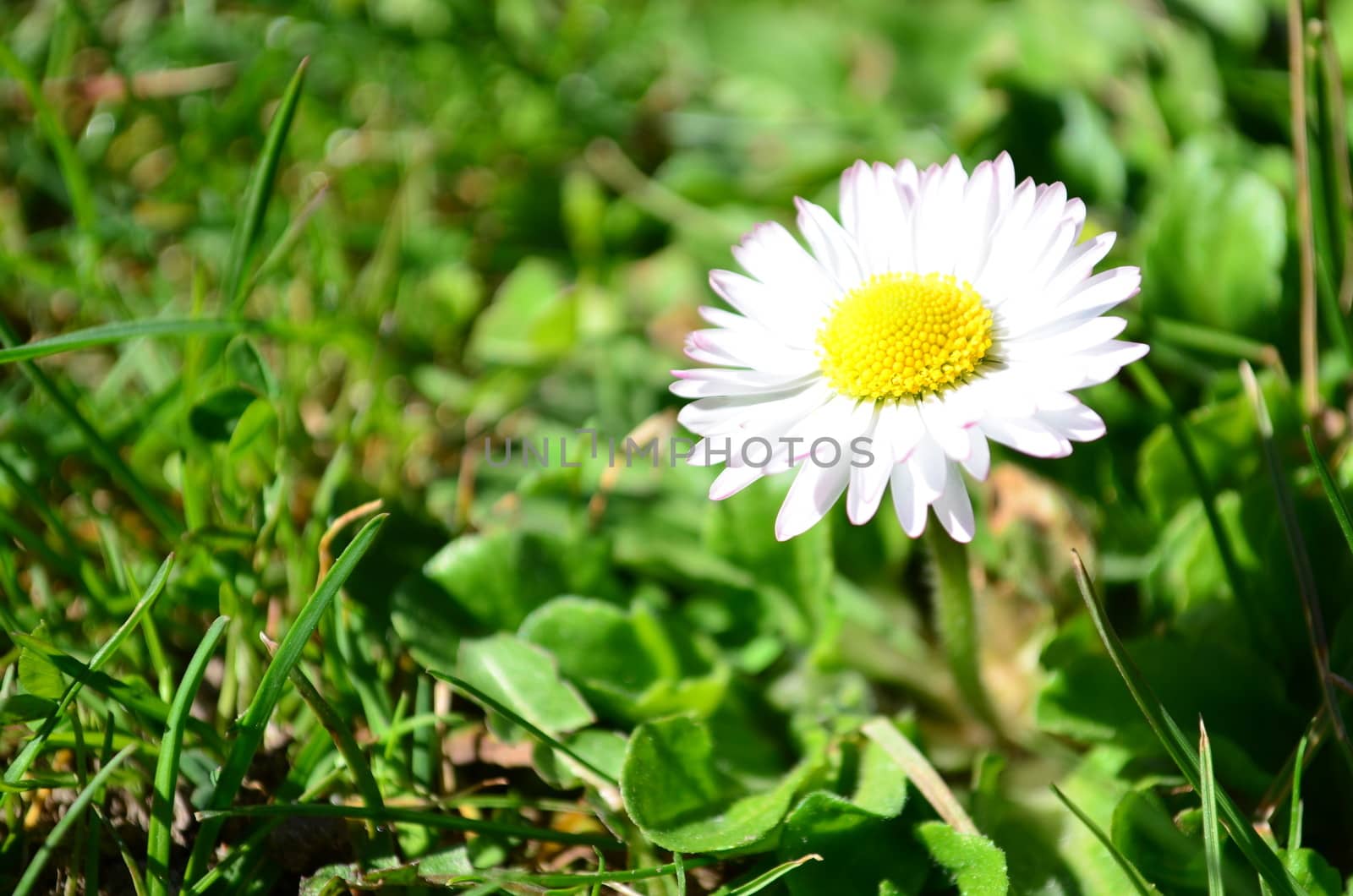Single and young daisy flower growing up in green grass field