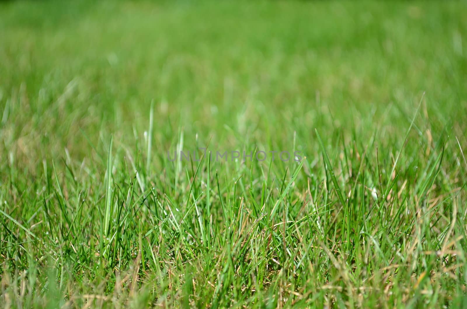 Meadow, field full of green grass in tide focus zoom and blured background.