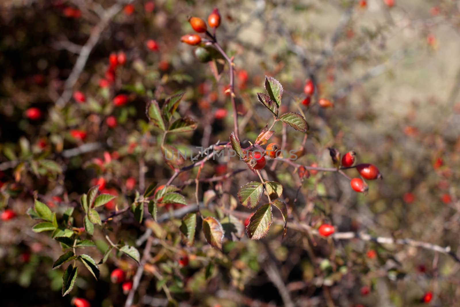 Red autumn berries and brown and green leaves
