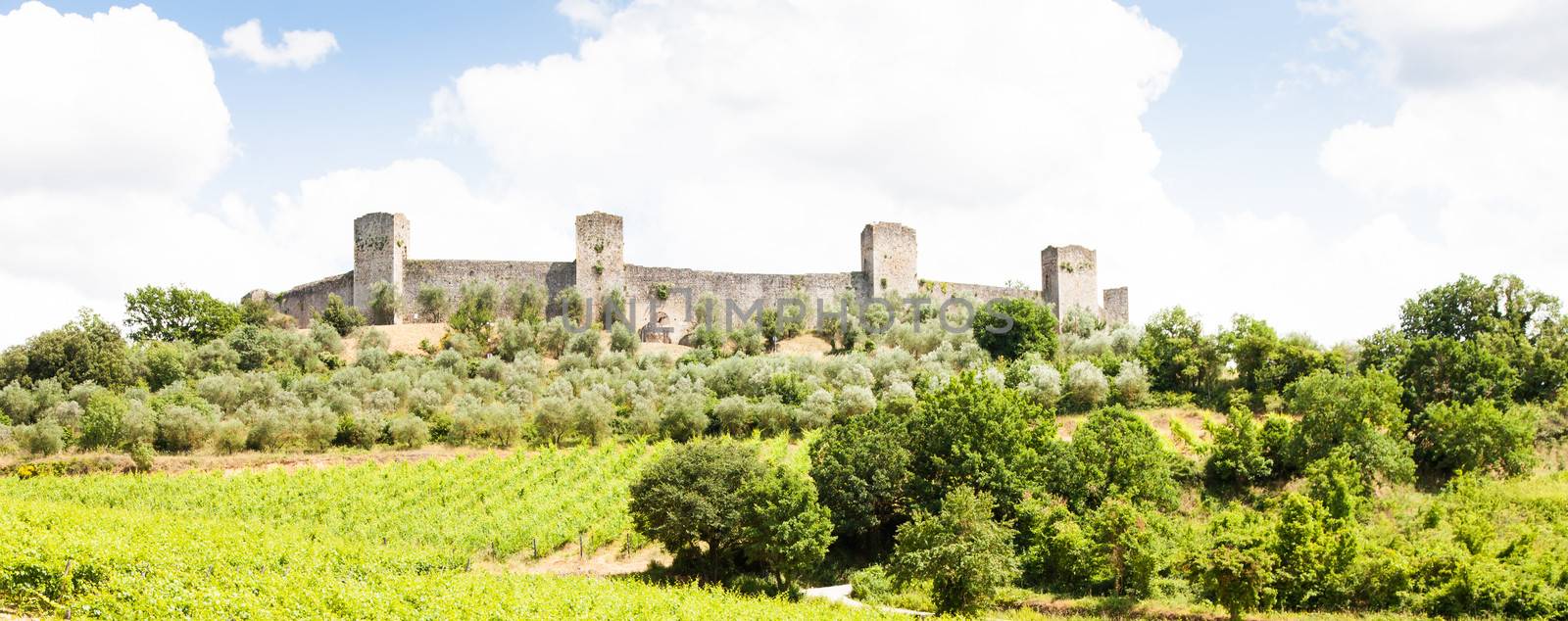 Monteriggioni, Tuscany region, Italy. Wineyard in front of the ancient medieval walls