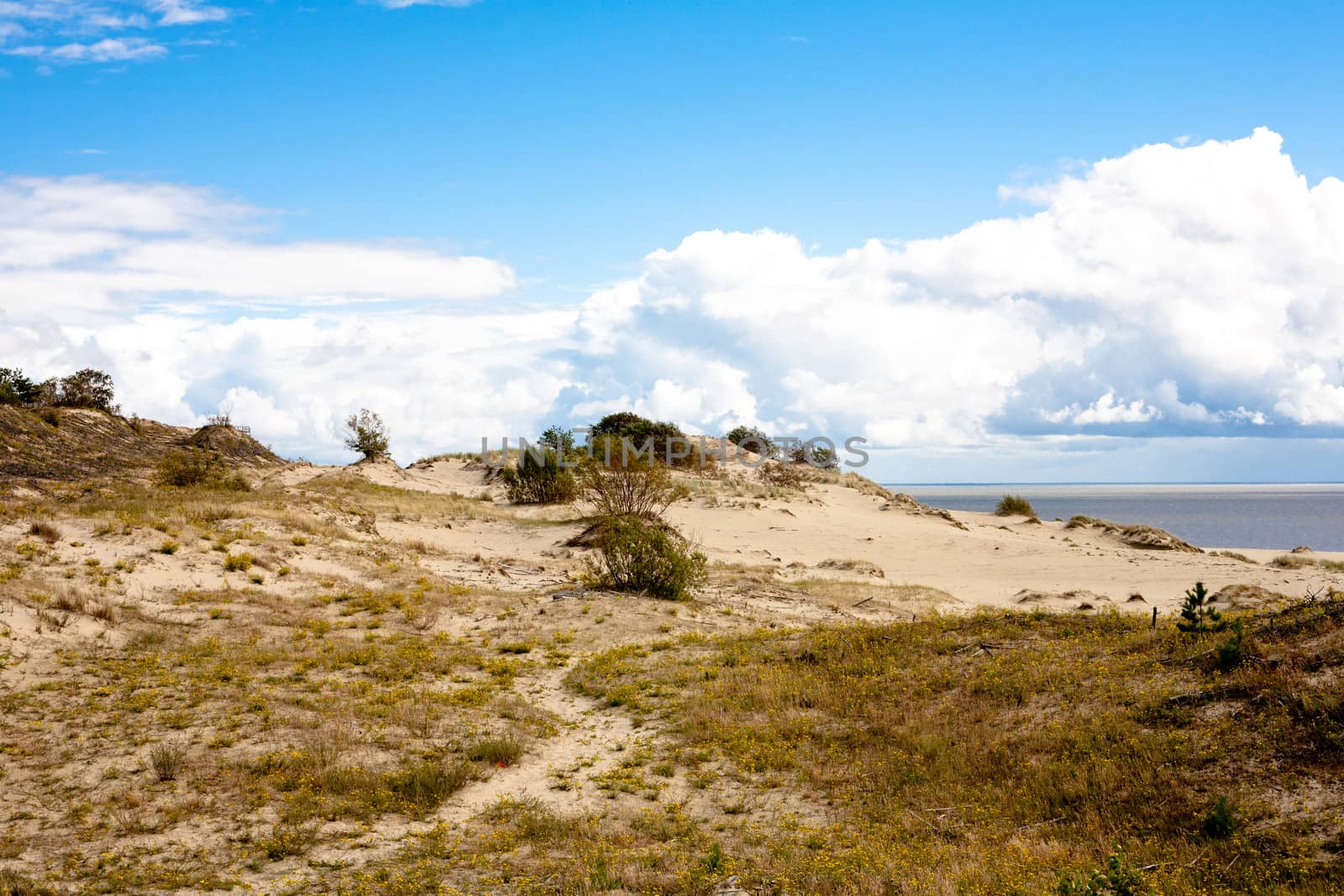 Sand dunes and bushes on Curonian Spit
