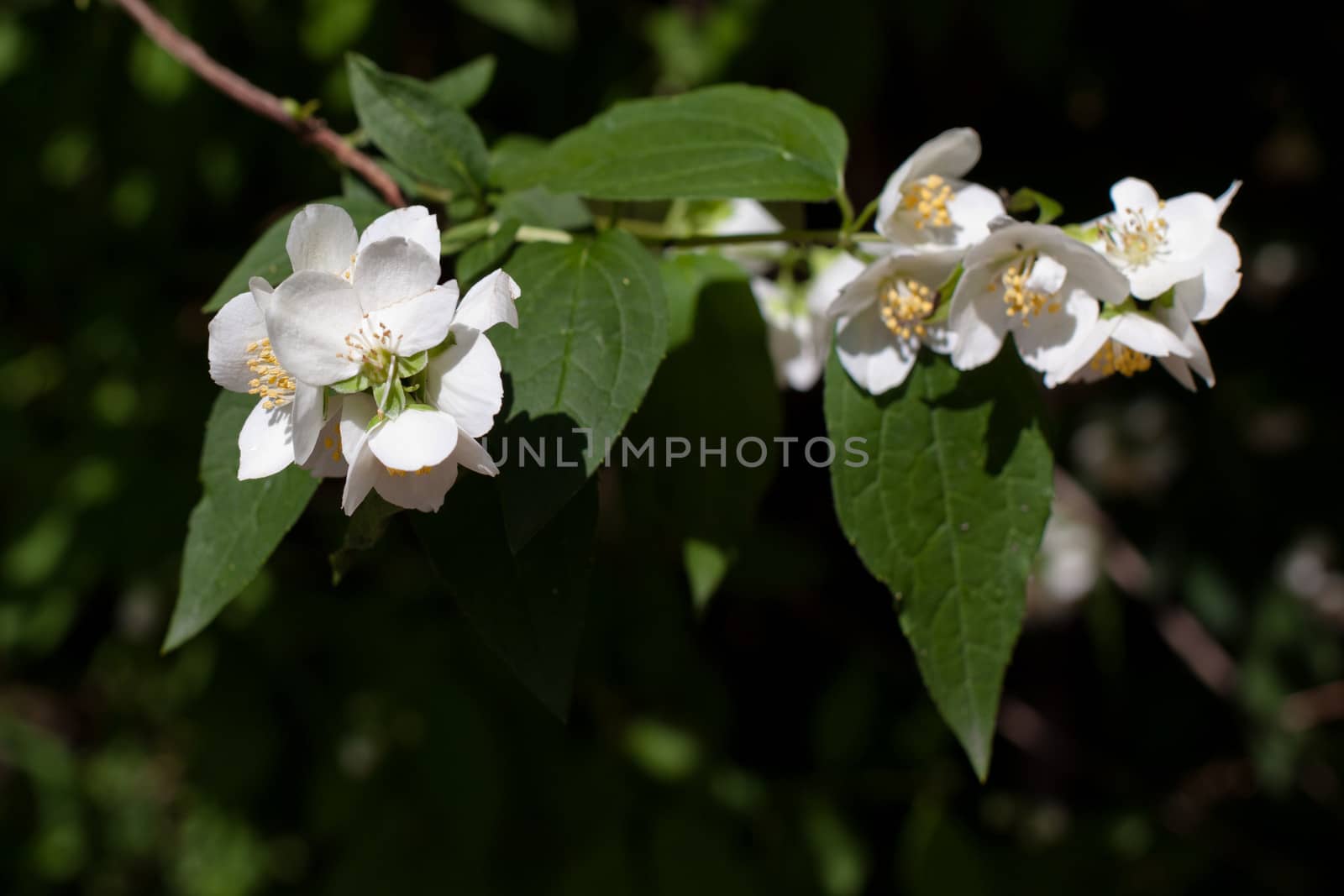 White flowers and green leaves on the bush in sunny day
